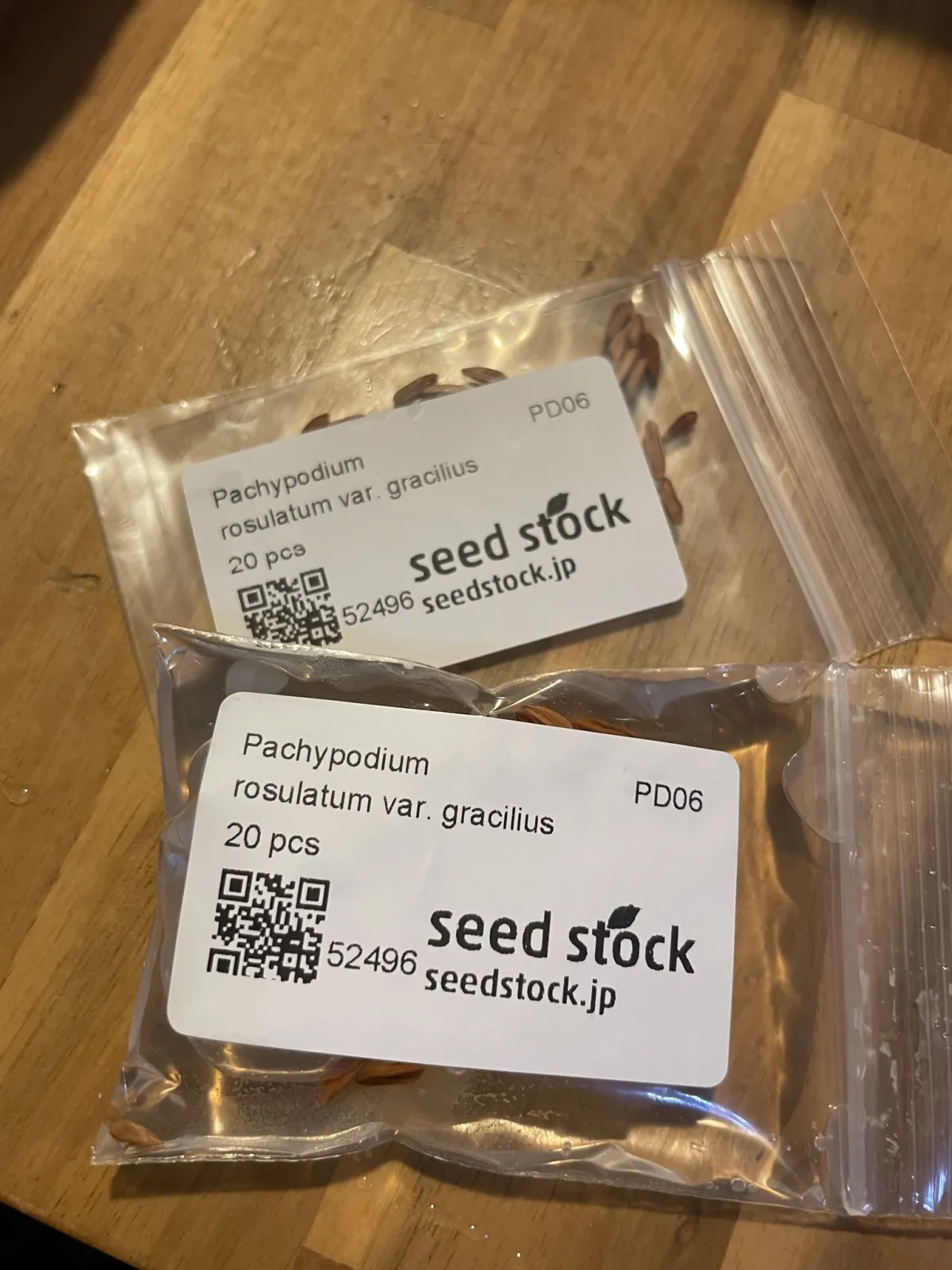 Pachypodium rosulatum var. gracilius (パキポディウム グラキリス)