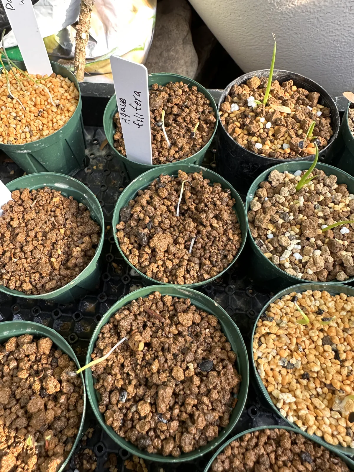 Agave filifera (アガベ フィリフェラ)