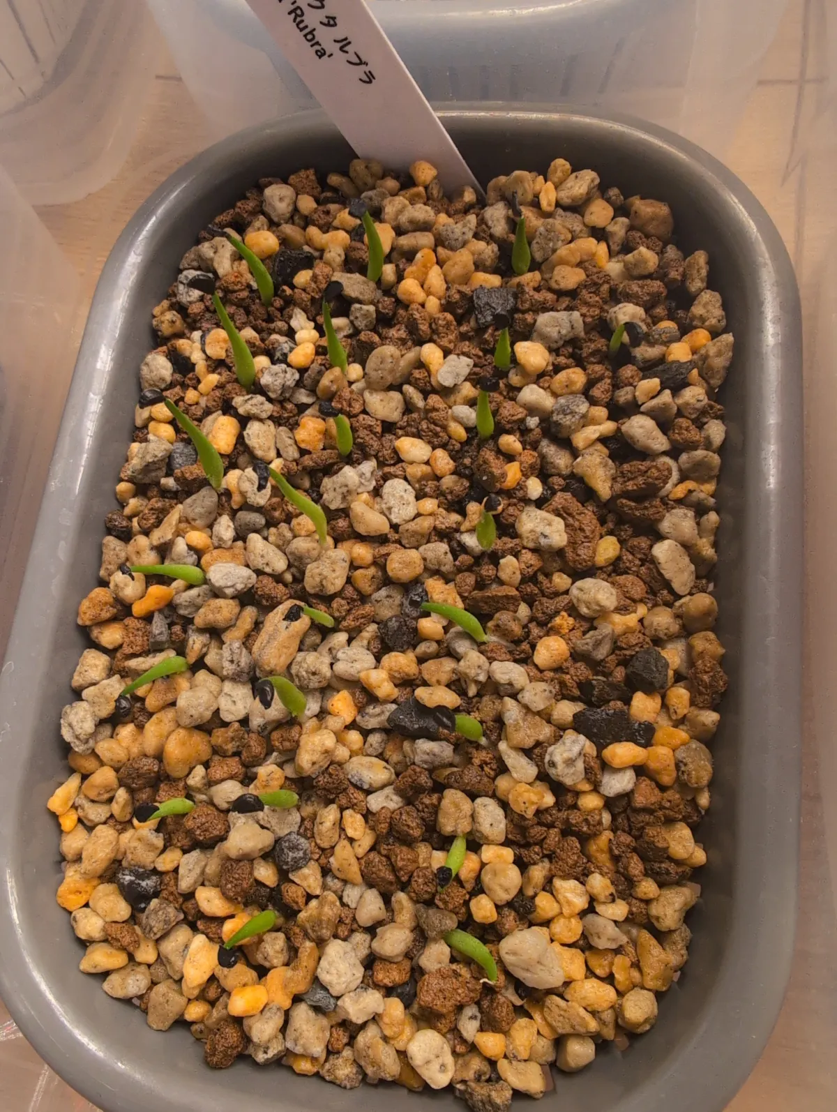 Agave stricta rubra (アガベ ストリクタ ルブラ)