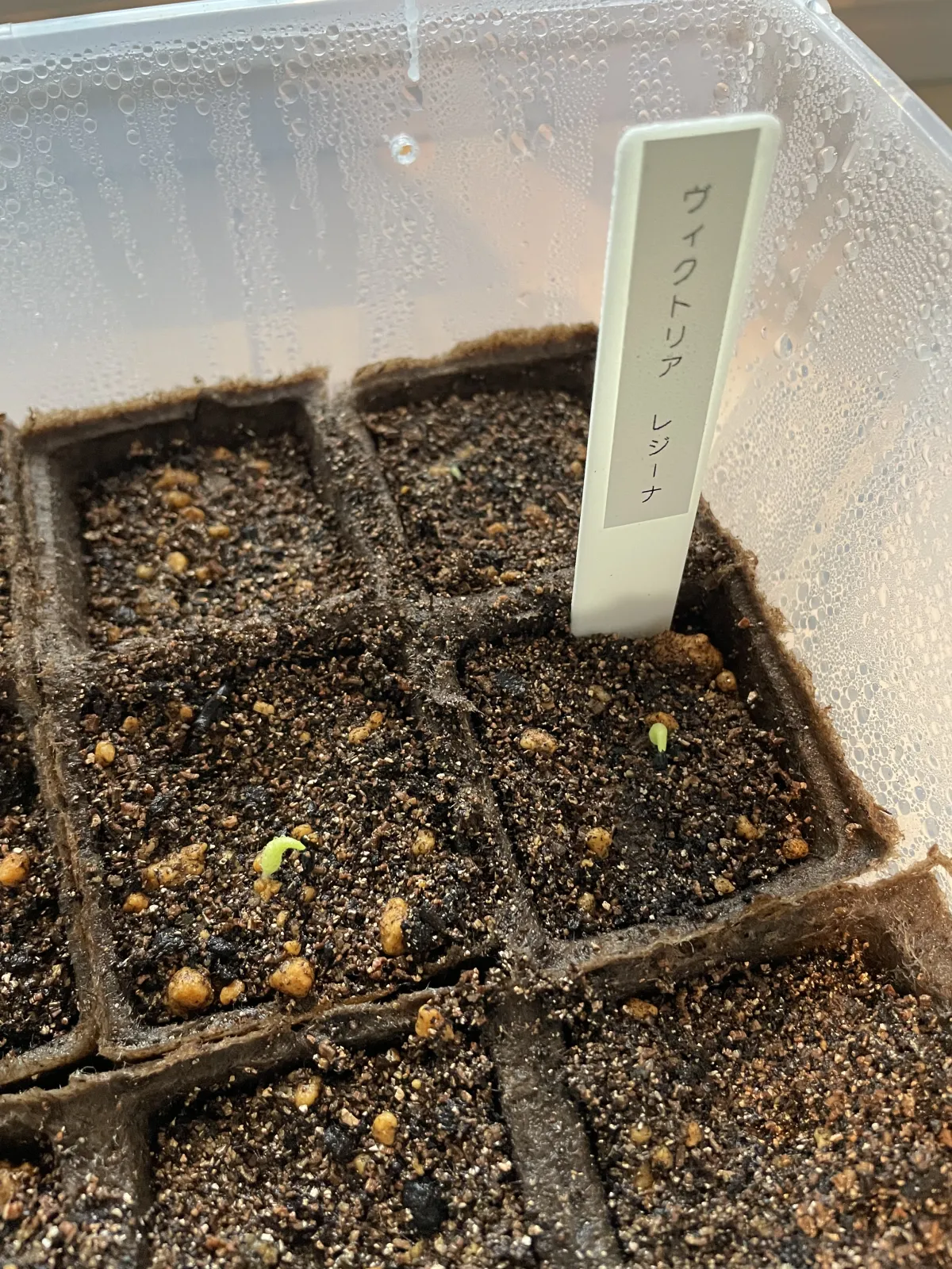 Agave victoriae-reginae (アガベ ビクトリアレジーナエ 笹の雪)