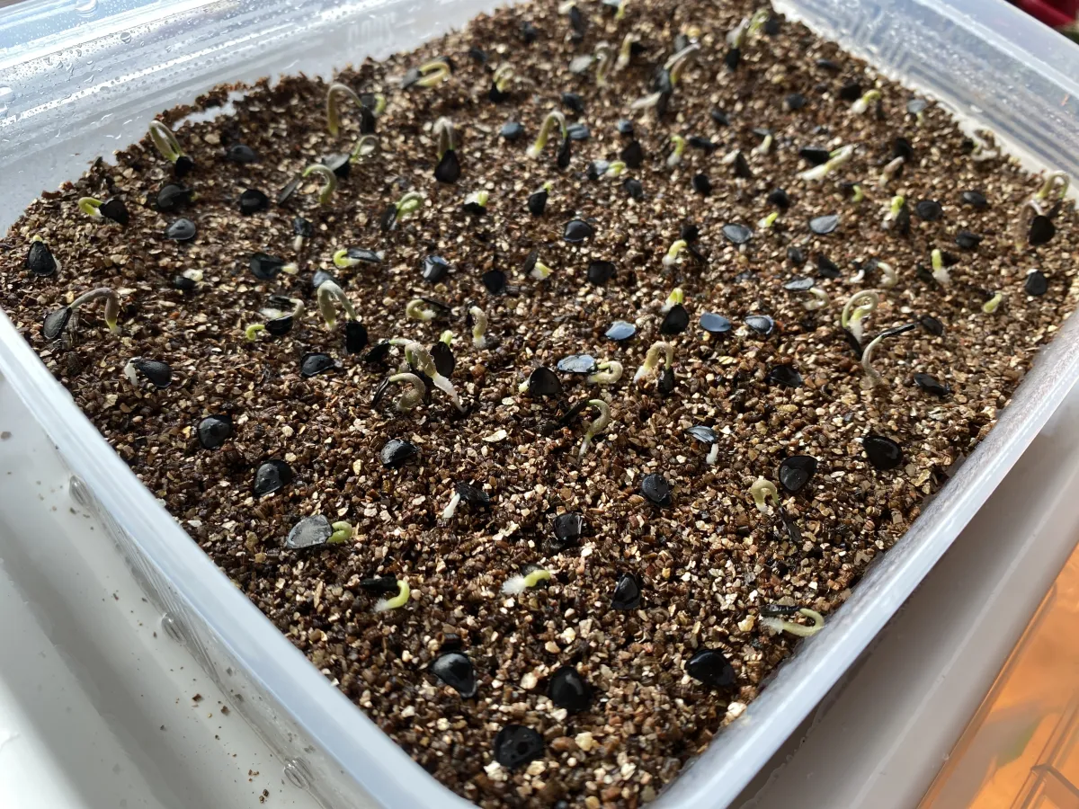 Agave shrevei ssp. magna (アガベ シュリベイマグナ)