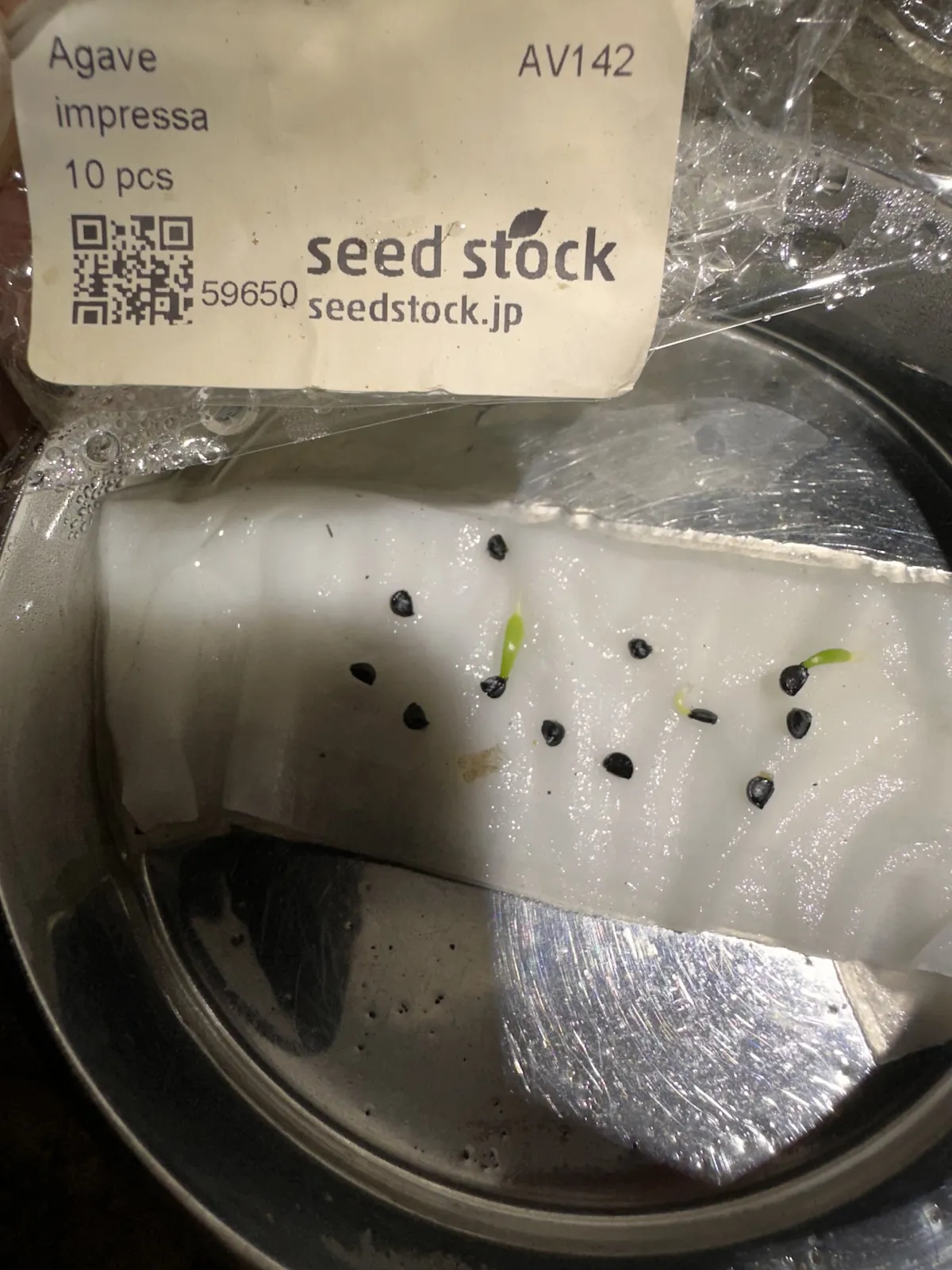 Agave impressa (アガベ インプレッサ)