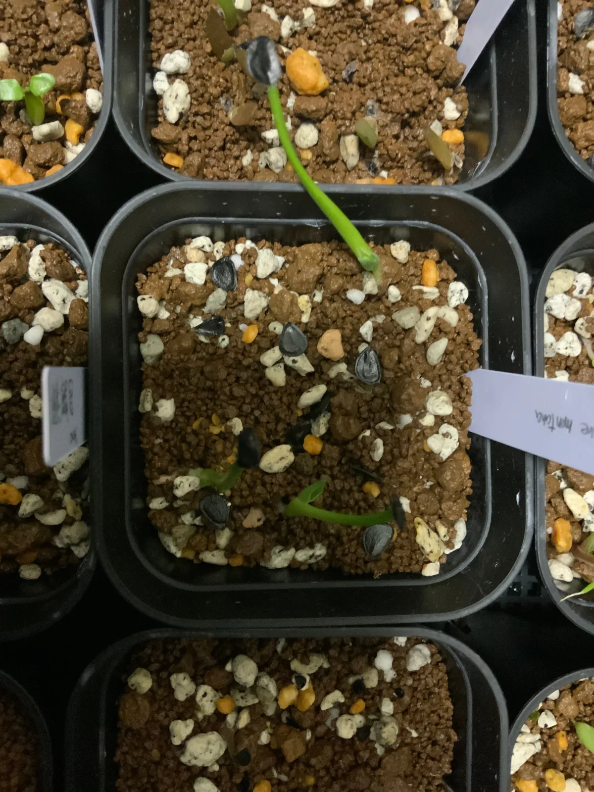 Agave montana (アガベ モンタナ)