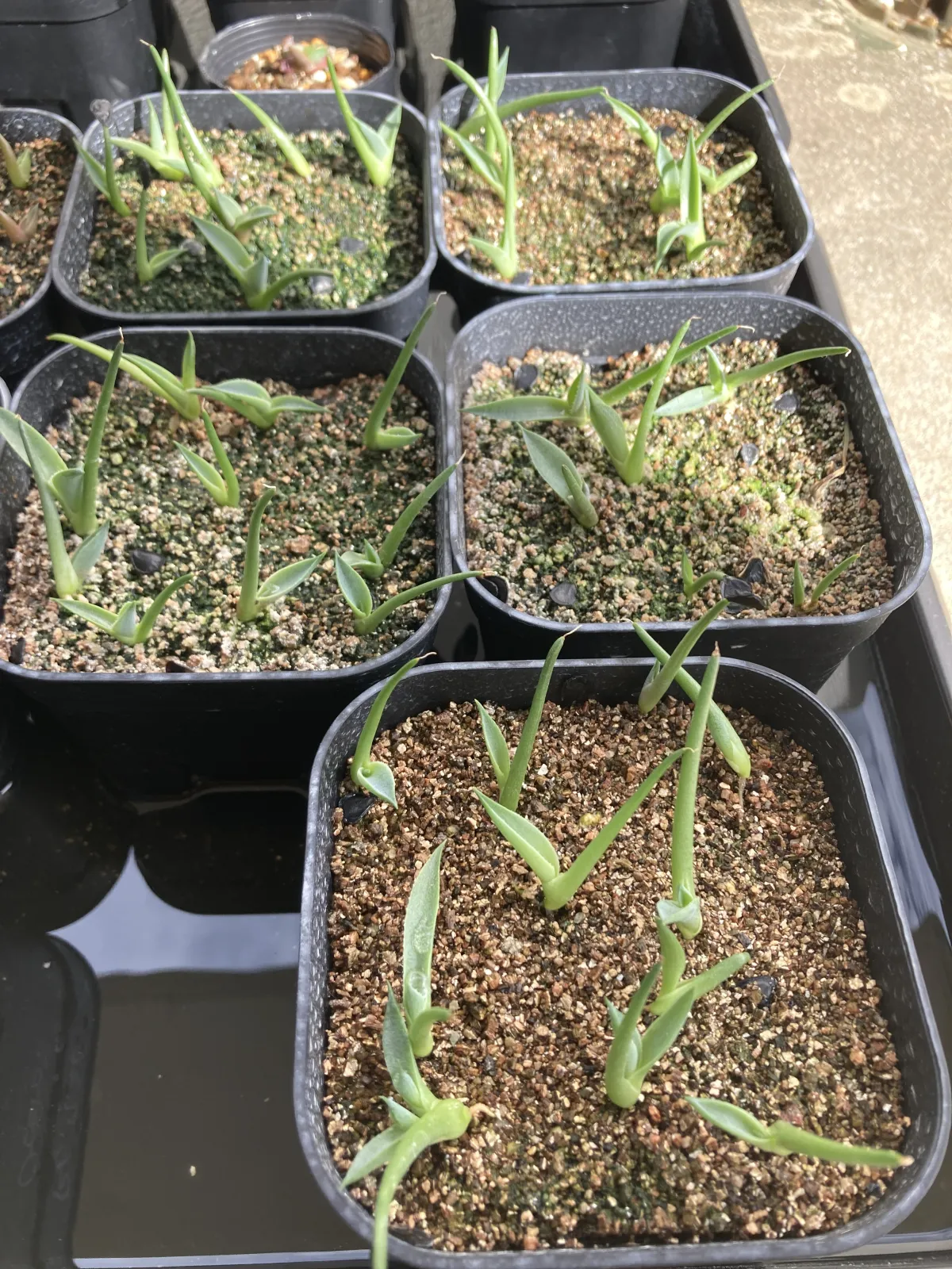 Agave parryi var. truncata (アガベ パリー トランカータ)