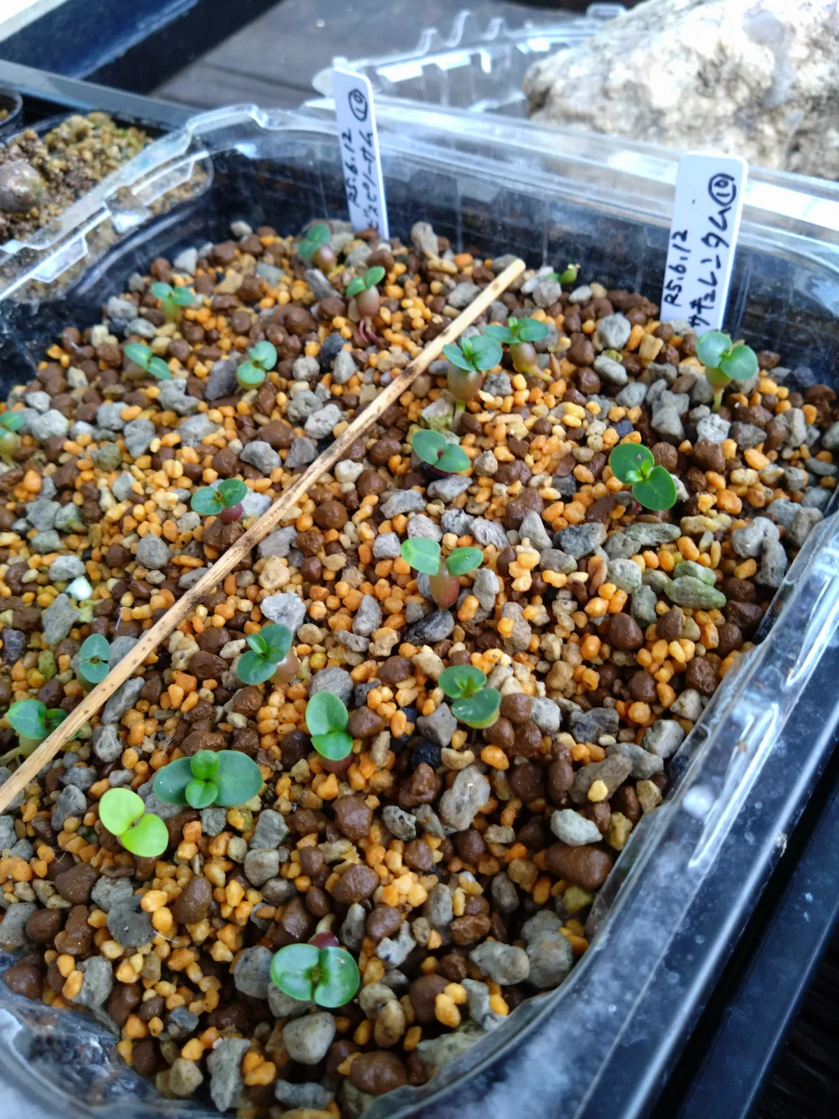 Pachypodium bispinosum (パキポディウム ビスピノーサム)