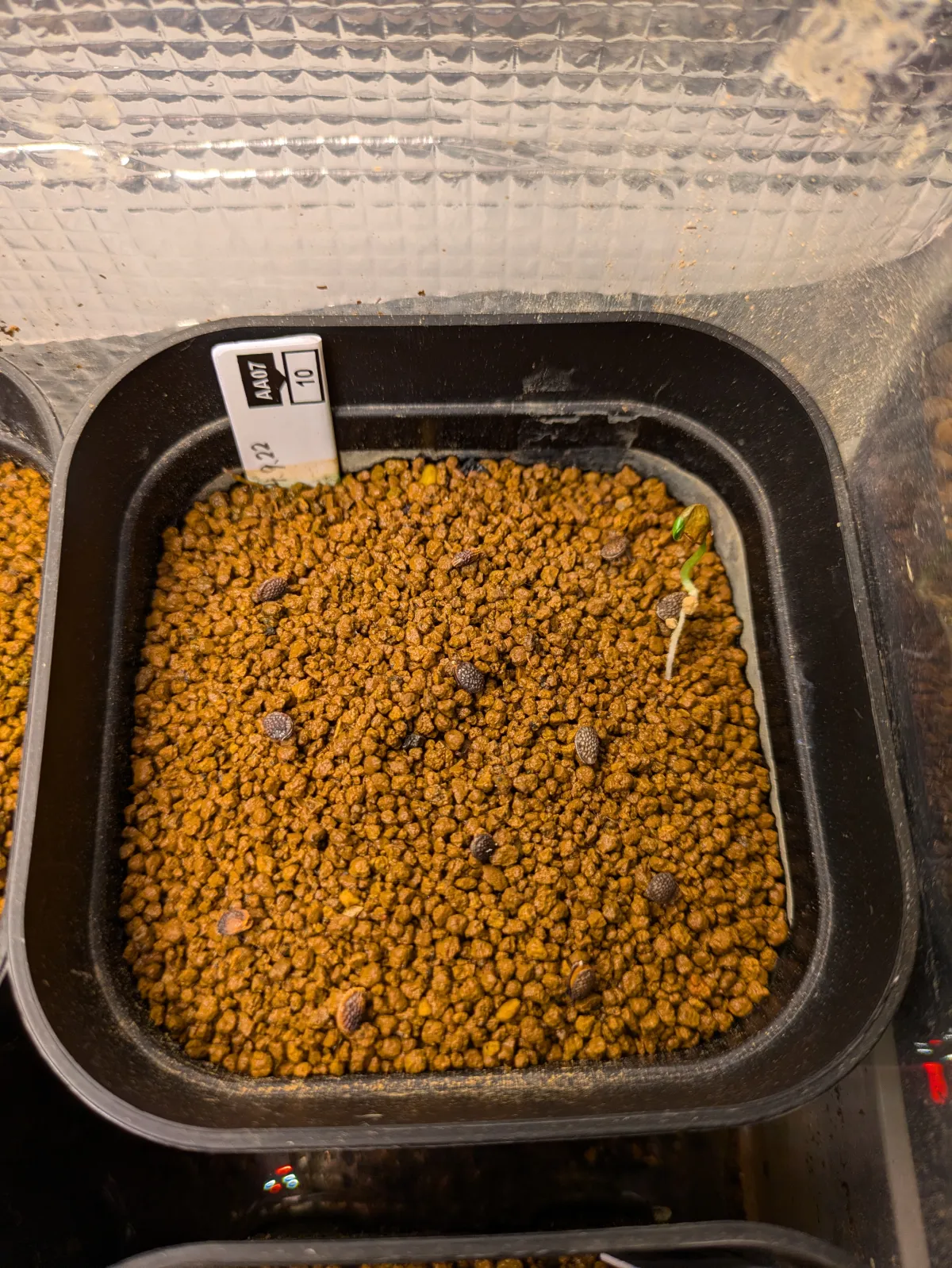 Adenia gummifera var. gummifera (アデニア グミフェラ)