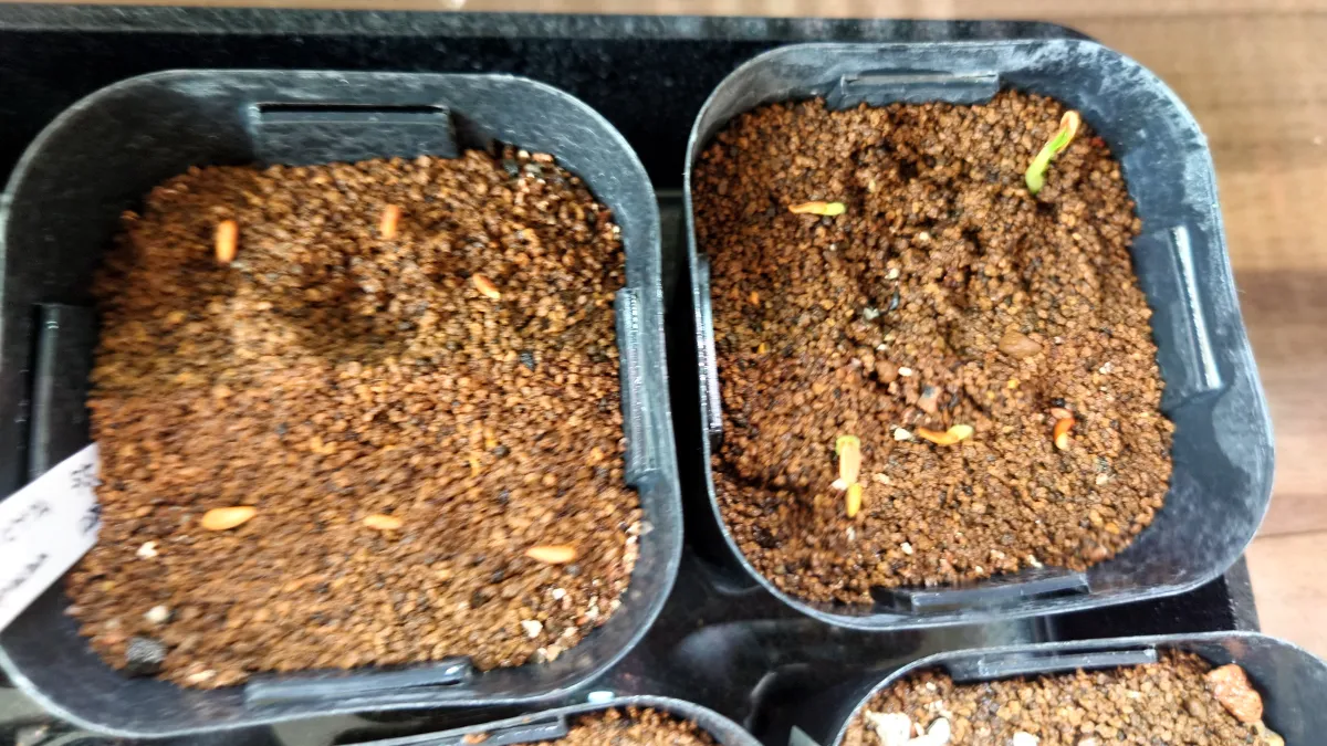 Pachypodium rosulatum var. inopinatum (パキポディウム イノピナツム)