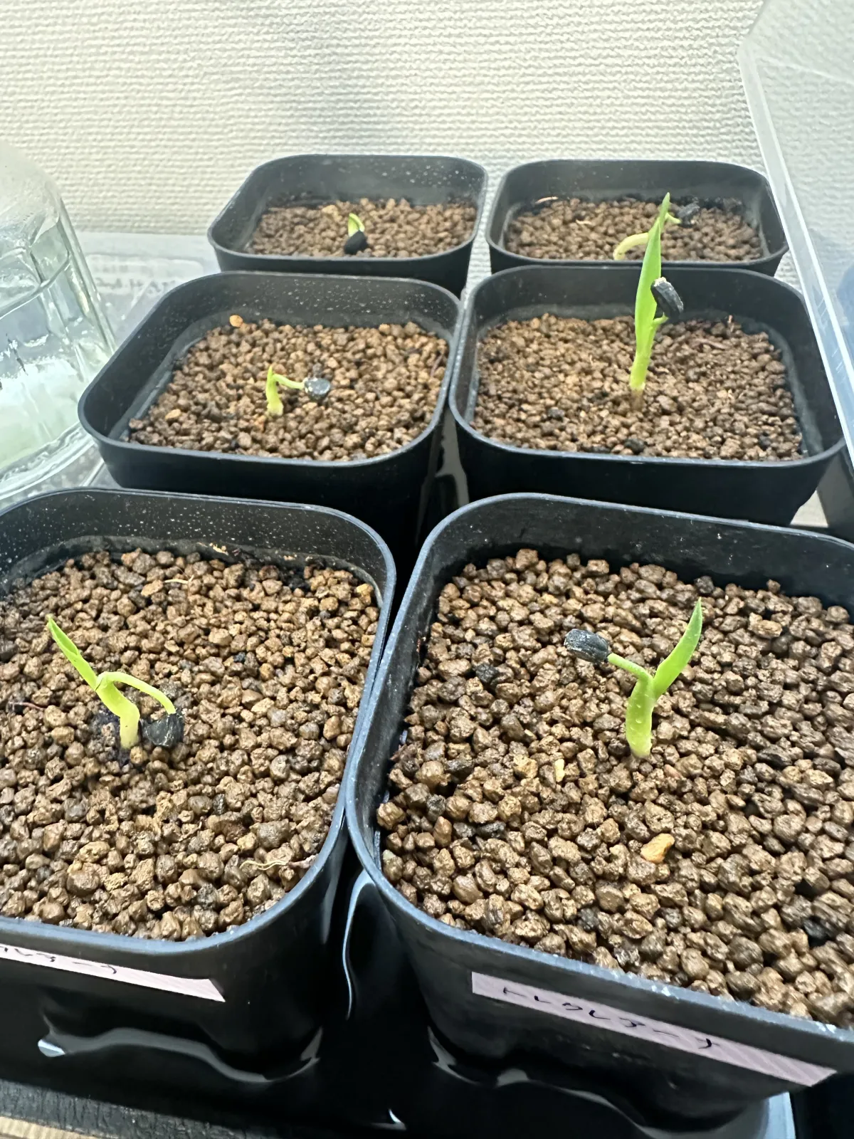 Yucca treculeana (ユッカ トレクレアーナ)