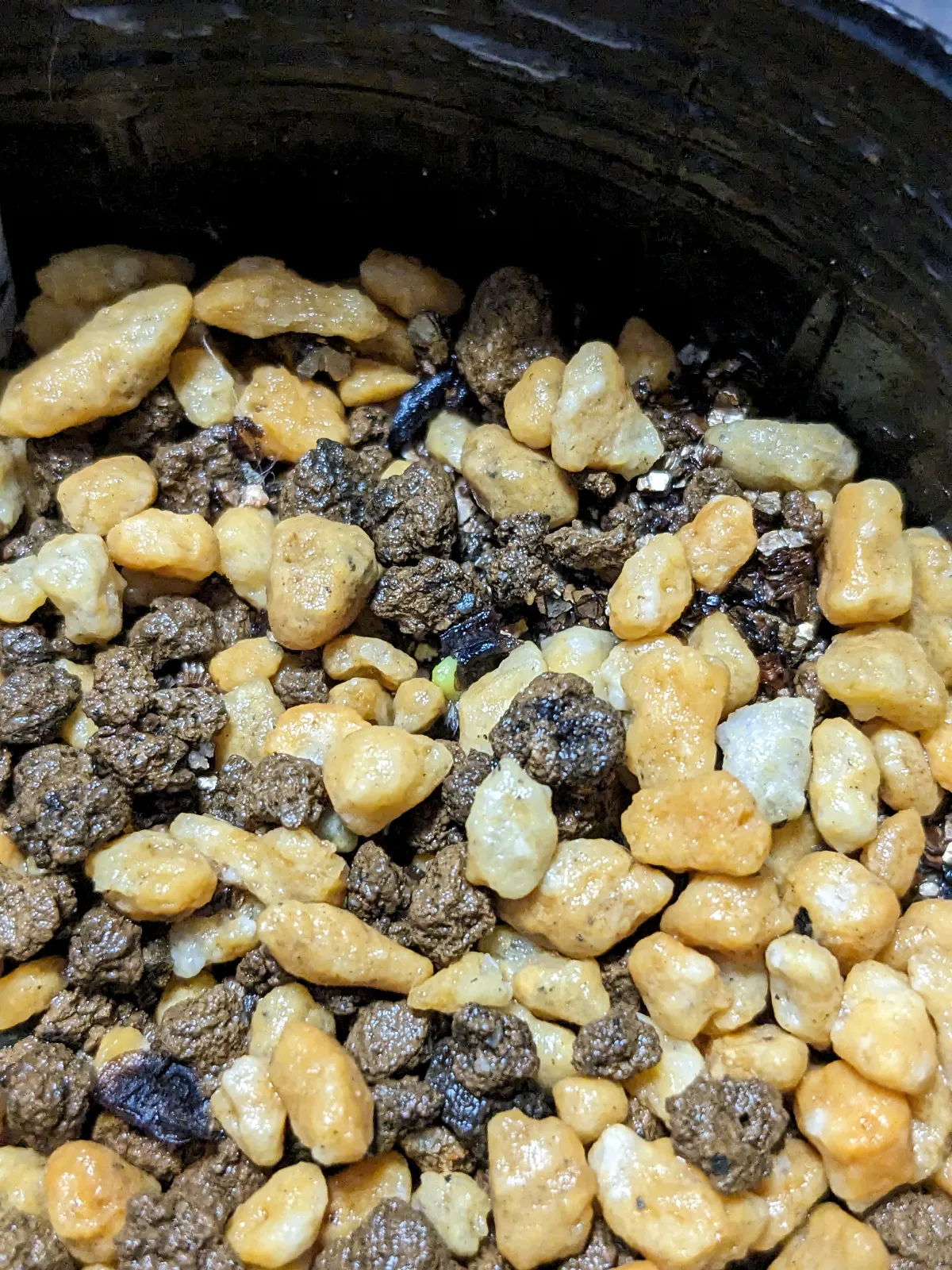 Aloe polyphylla (アロエ ポリフィラ)