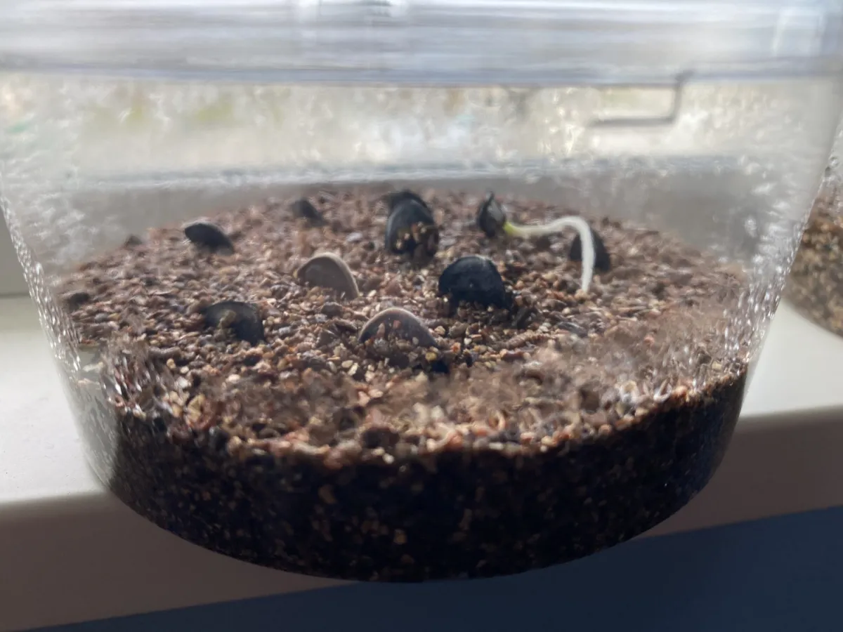 Yucca glauca subsp. angustifolia (ユッカ グラウカ アンガスティフォリア)