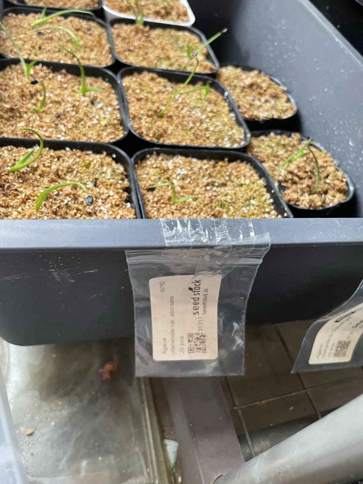 Agave utahensis var. eborispina (アガベ エボリスピナ)