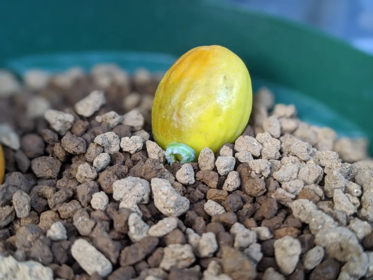 Cycas cairnsiana (サイカス カイルンシアナ)