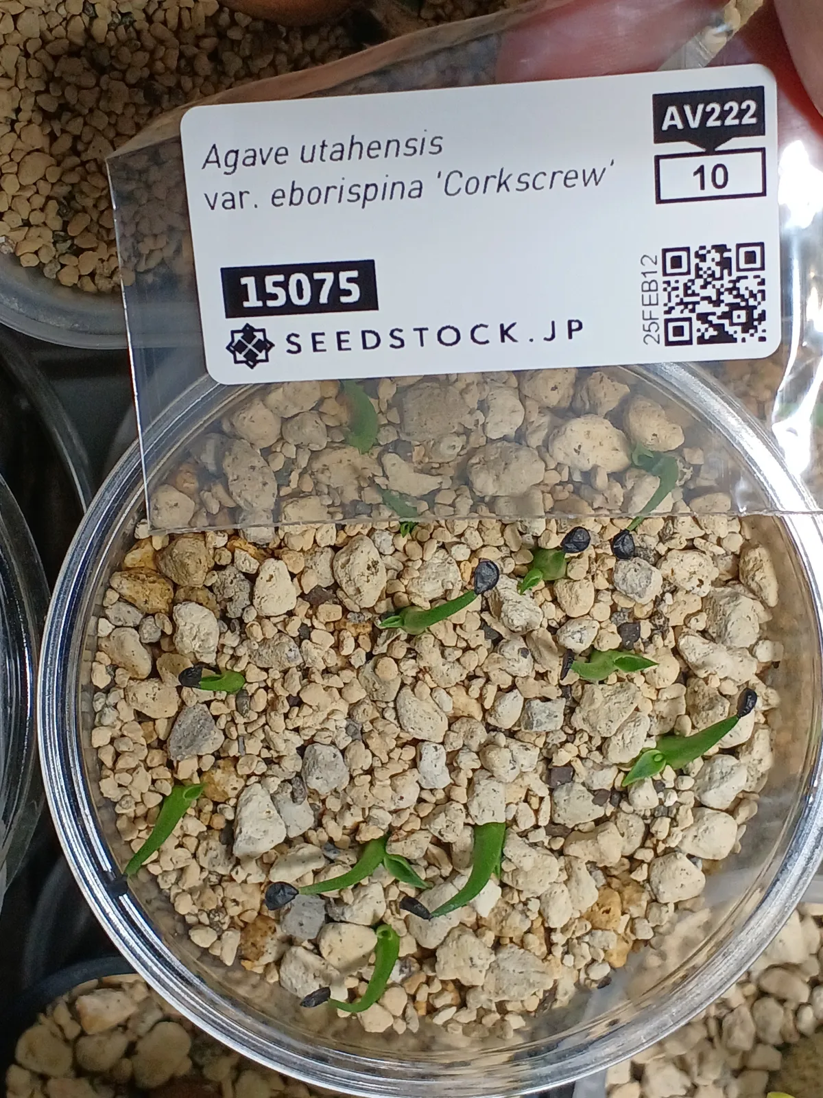 Agave utahensis var. eborispina 'Corkscrew' (アガベ ユタエンシスコークスクリュー)