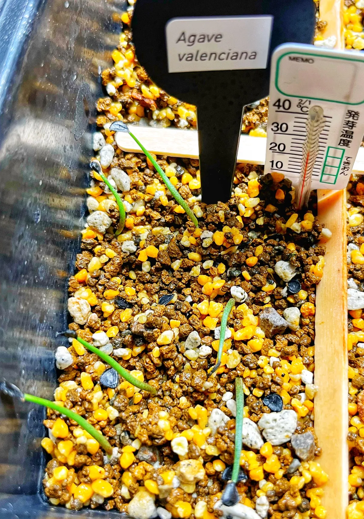 Agave valenciana (アガベ ヴァレンシアナ)