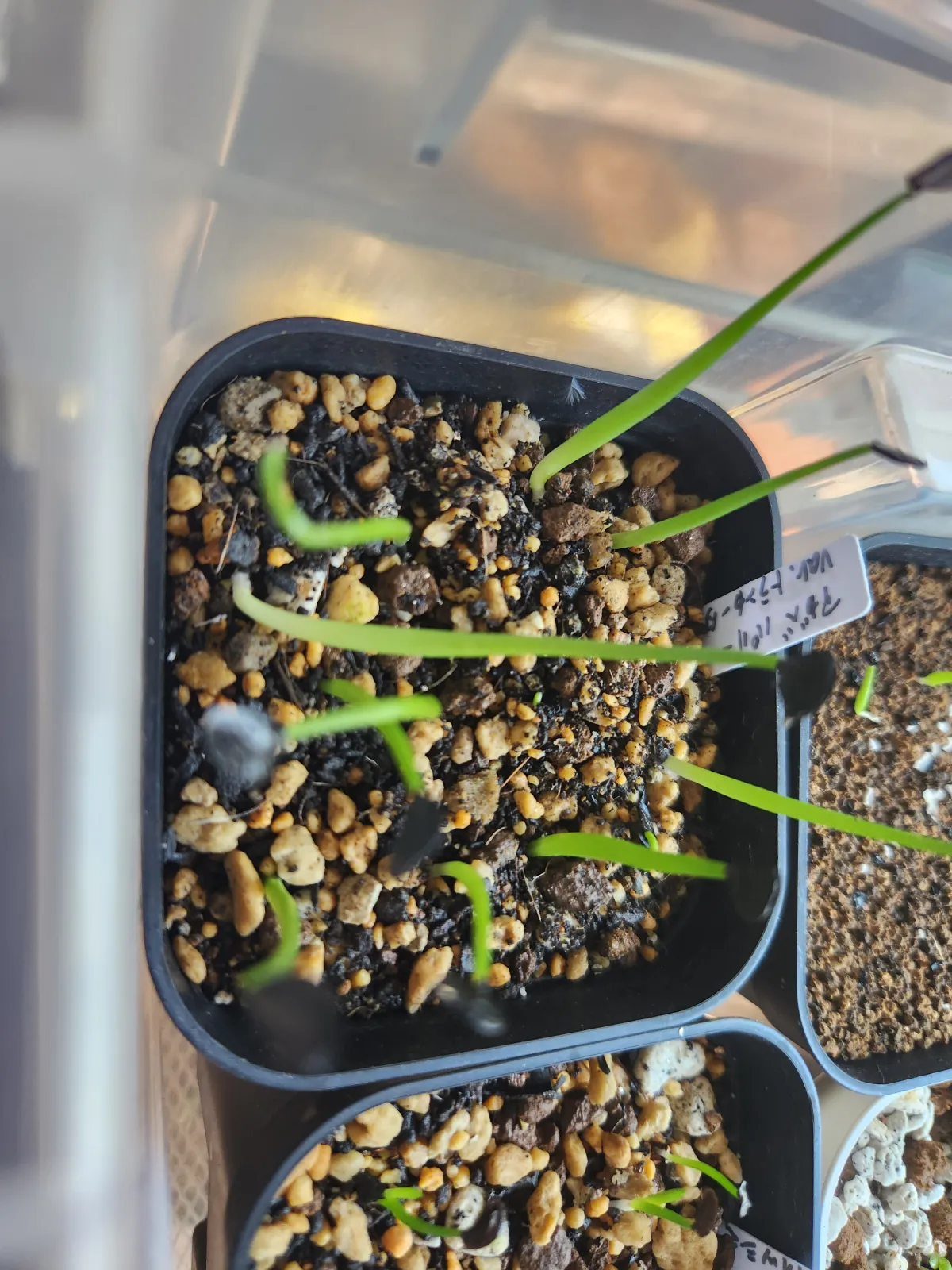 Agave parryi var. truncata (アガベ パリー トランカータ)