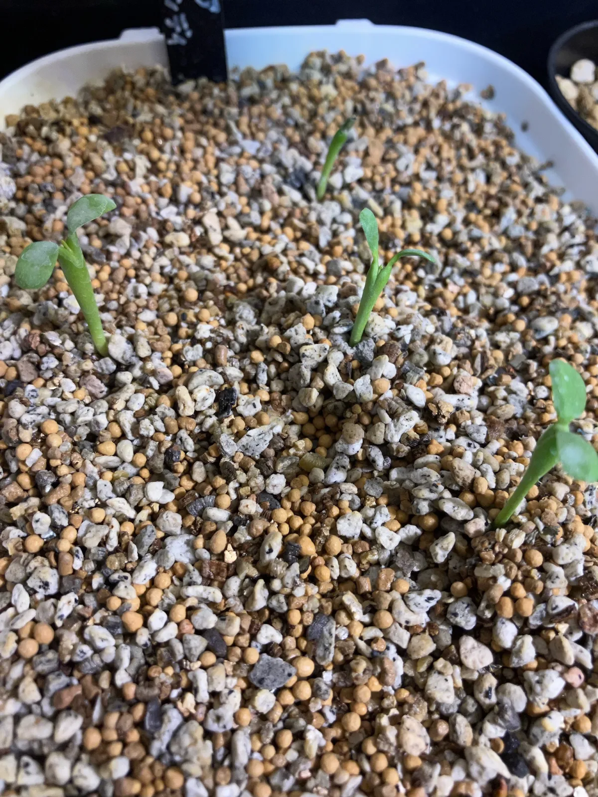 Euphorbia schoenlandii (ユーフォルビア スコエンランディ 闘牛角)