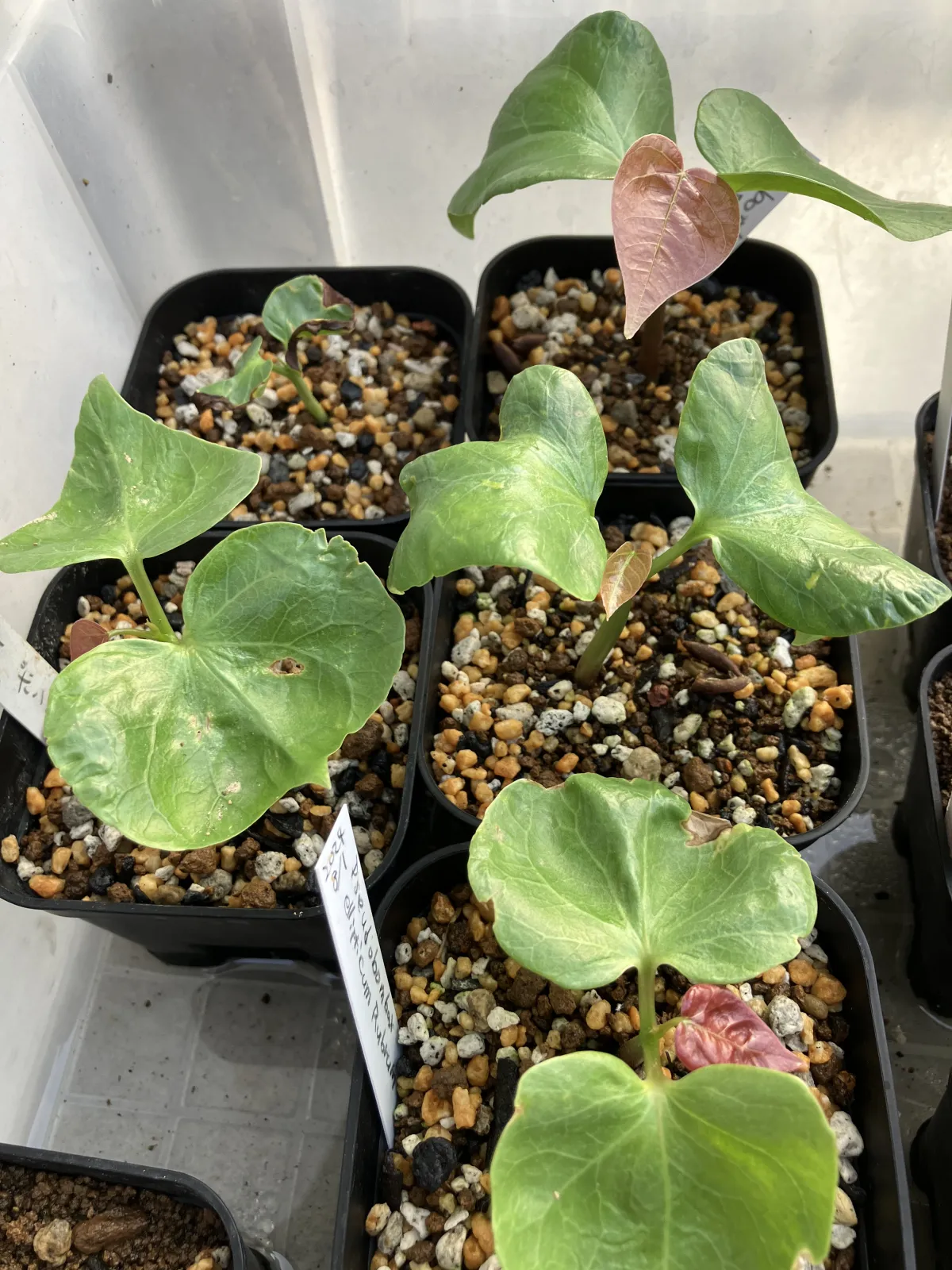 Pseudobombax ellipticum (セウドボンバックス エリプティカム ラブラム)