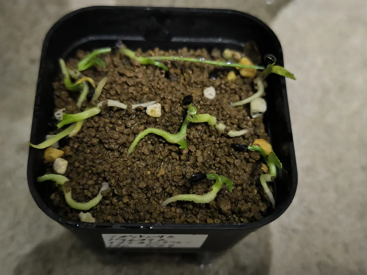 Agapanthus praecox 'African Blue' (アガパンサス プラエコクス アフリカンブルー)