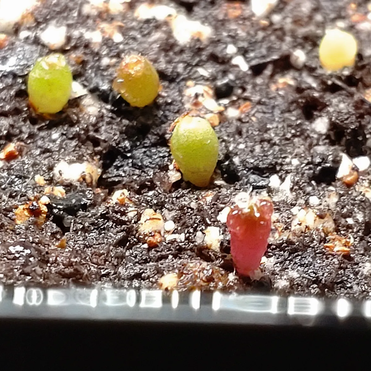 Turbinicarpus pulcherrimus (ツルビニカルプス プルチェリマス)