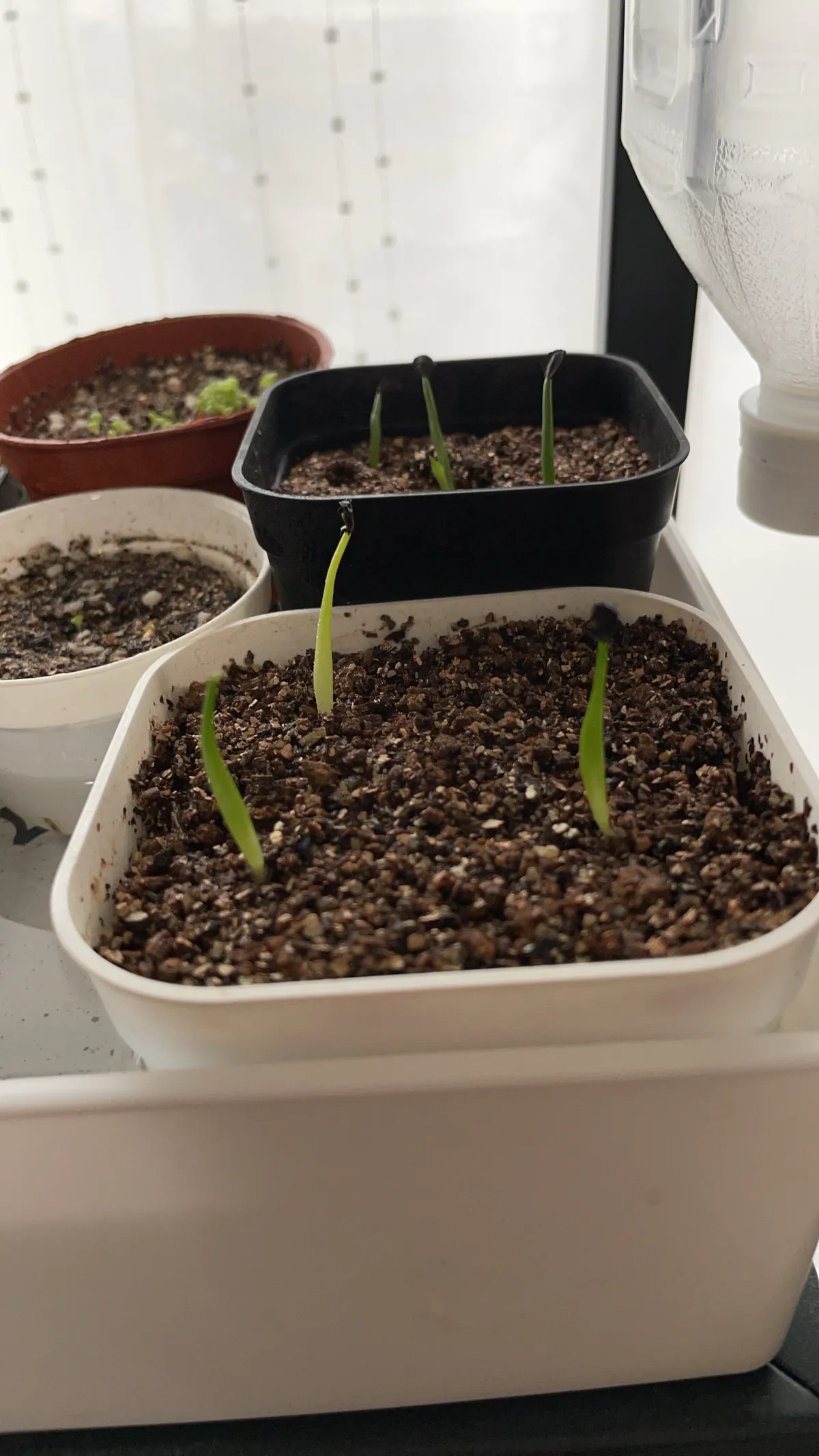 Agave kerchovei (アガベ ケルチョベイ)