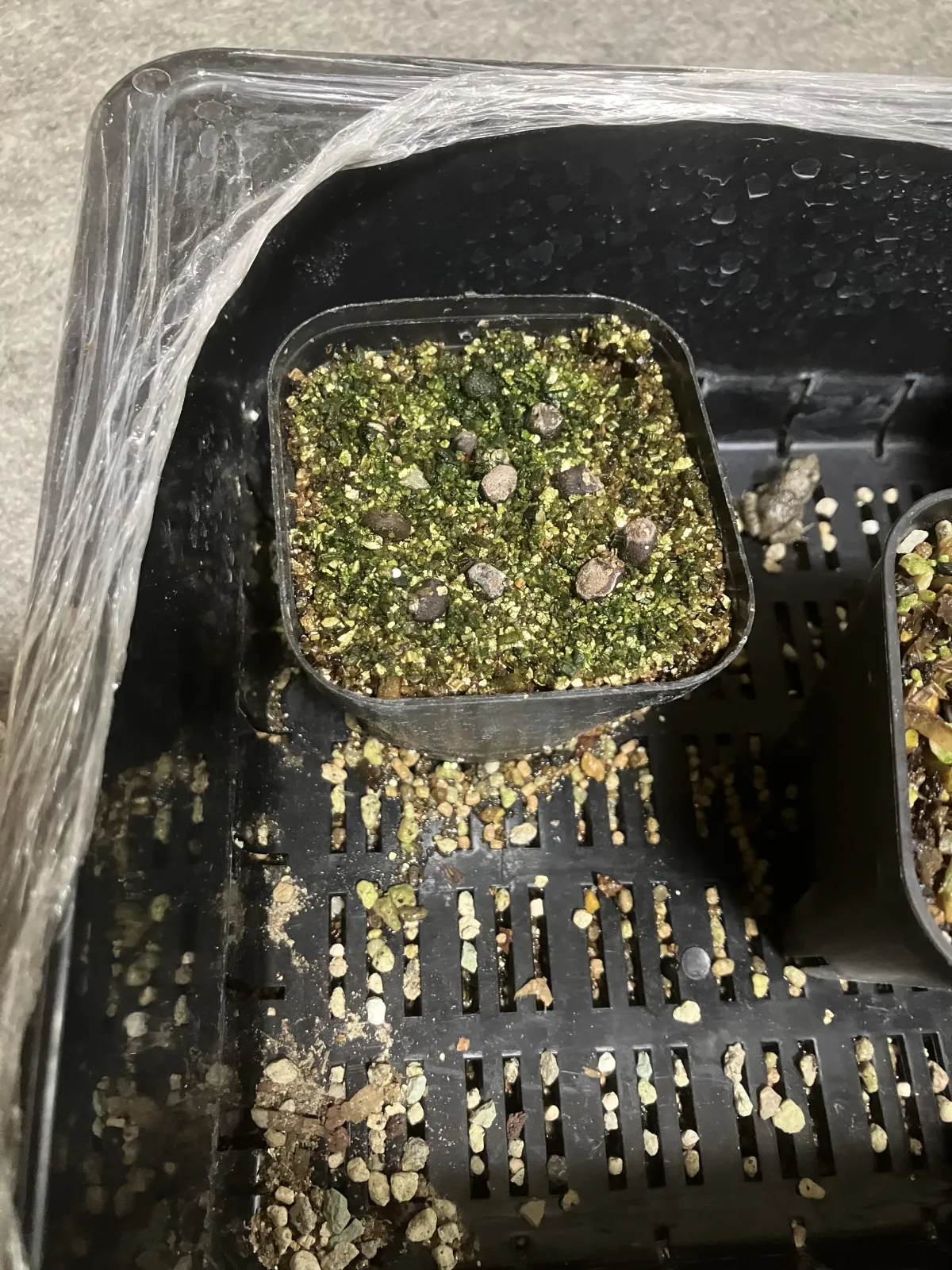 Operculicarya pachypus (オペルクリカリア パキプス)