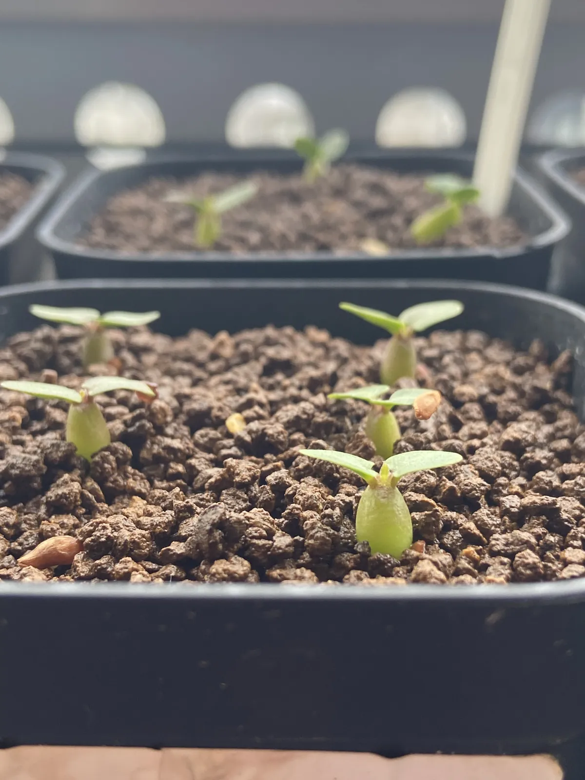 Pachypodium enigmaticum (パキポディウム エニグマチカム)