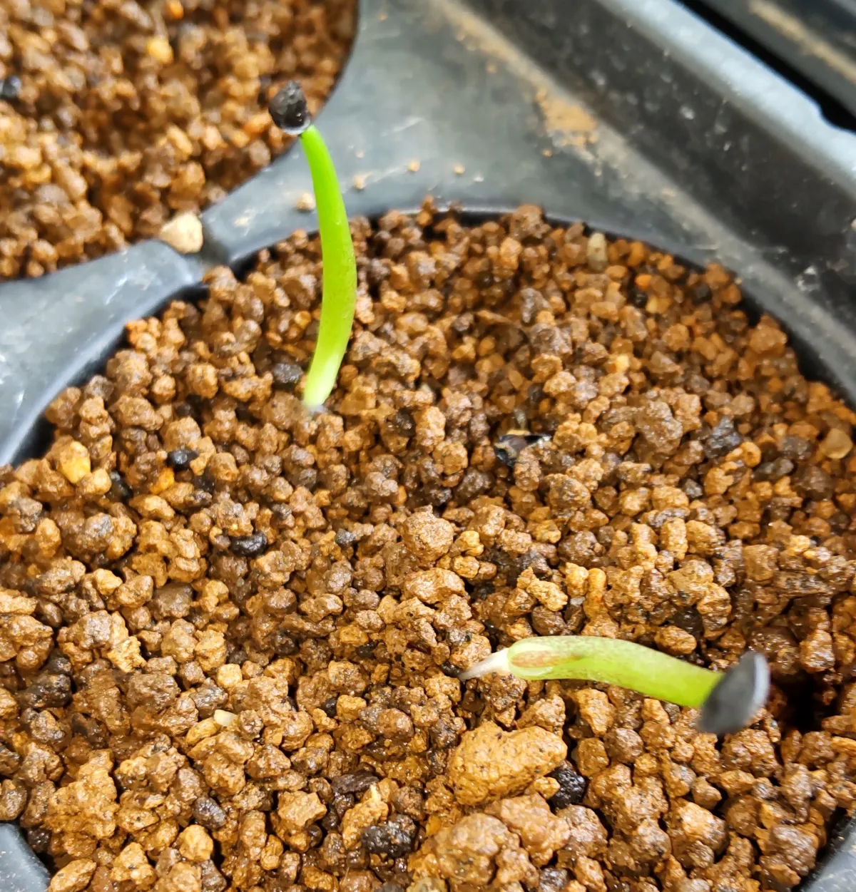 Agave stricta rubra (アガベ ストリクタ ルブラ)