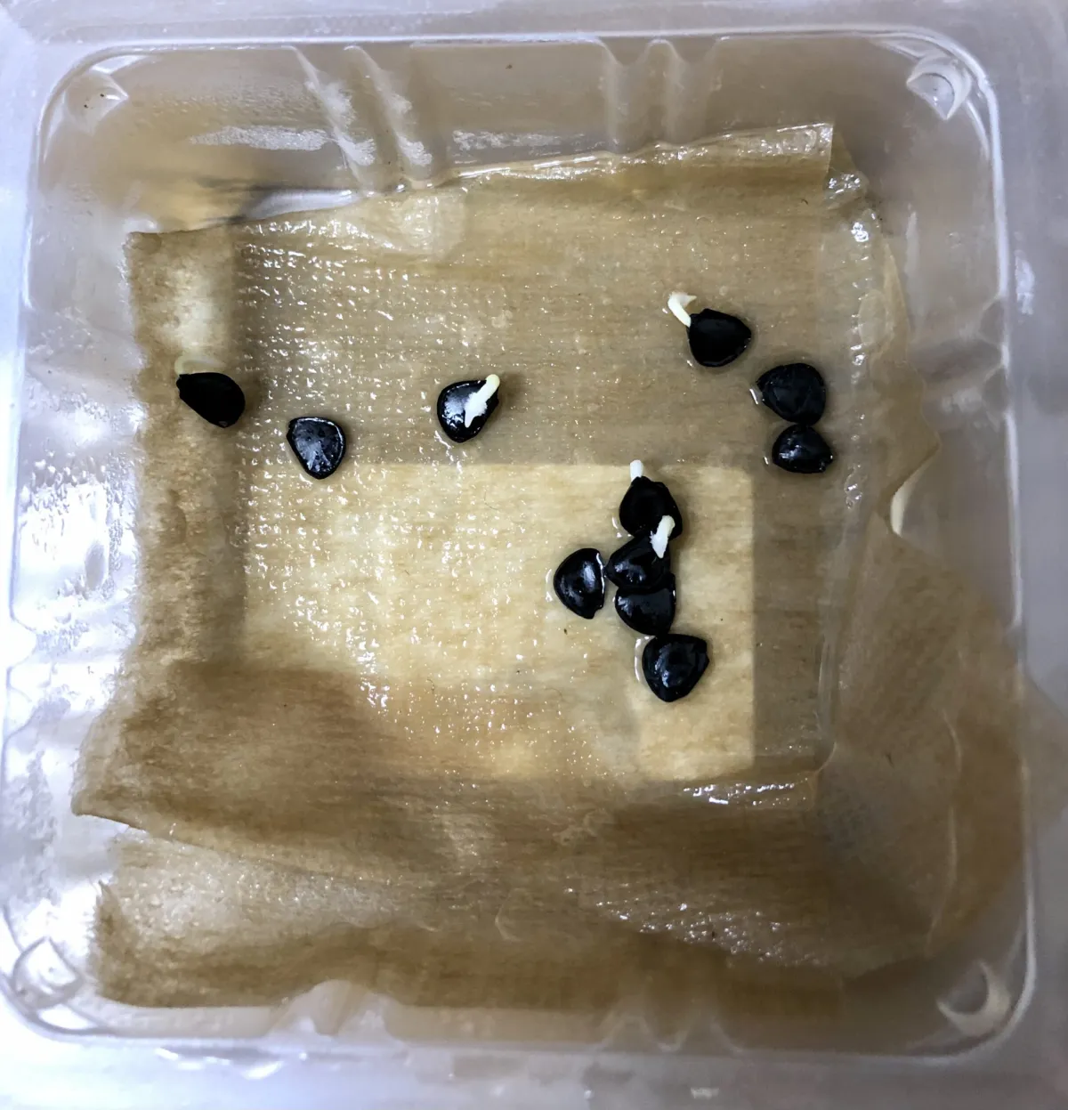 Agave americana (アガベ トリマンブルー)