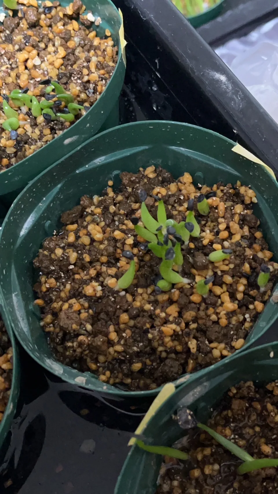 Agave victoriae-reginae 'Bustamante' (アガベ バスタマンテ)