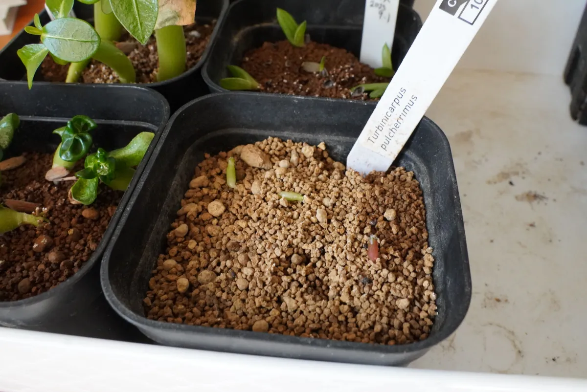 Turbinicarpus pulcherrimus (ツルビニカルプス プルチェリマス)