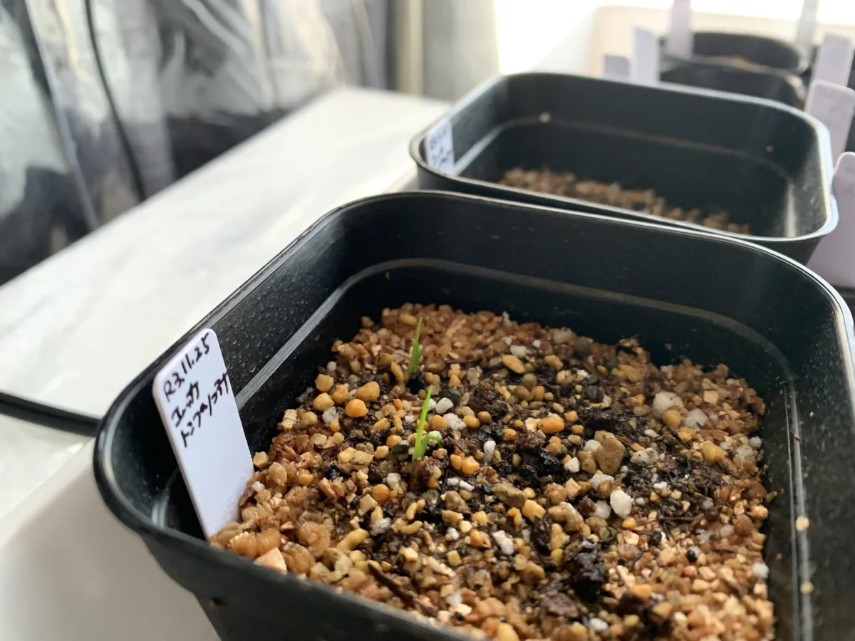 Yucca thompsoniana (ユッカ トンプソニアーナ)