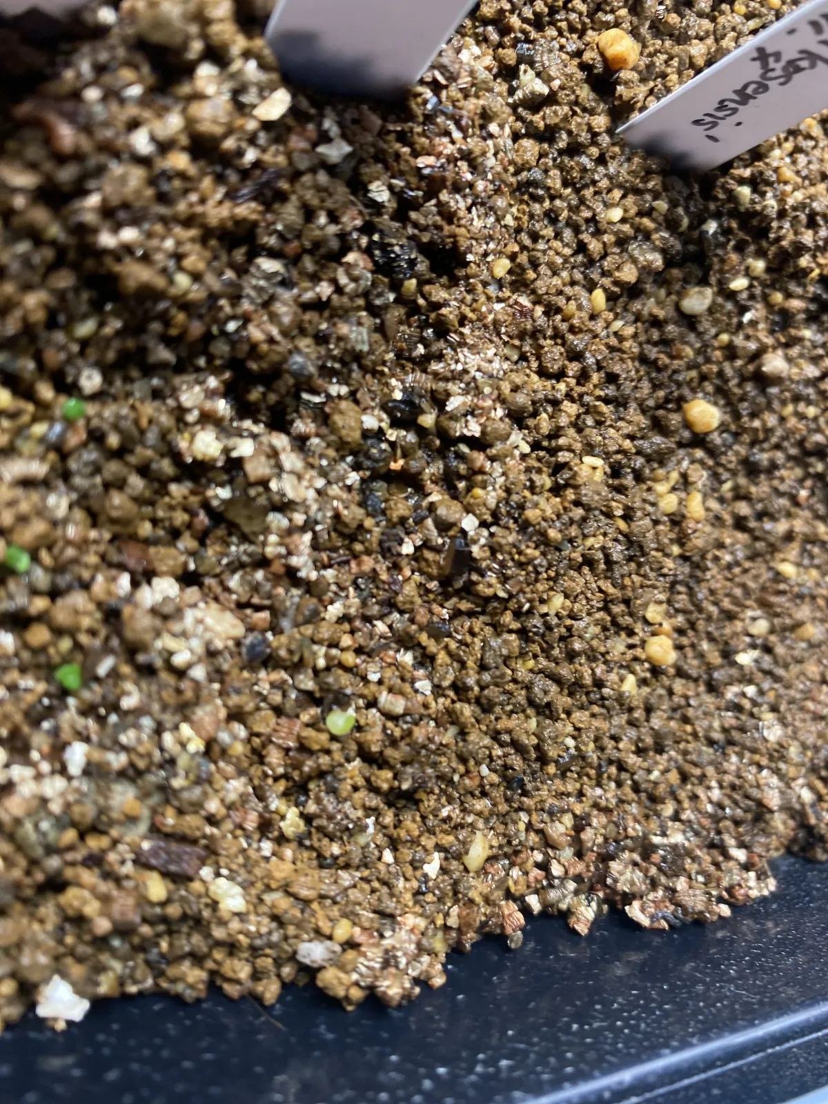 Aloe striata (アロエ ストリアータ ピーチフラワー)