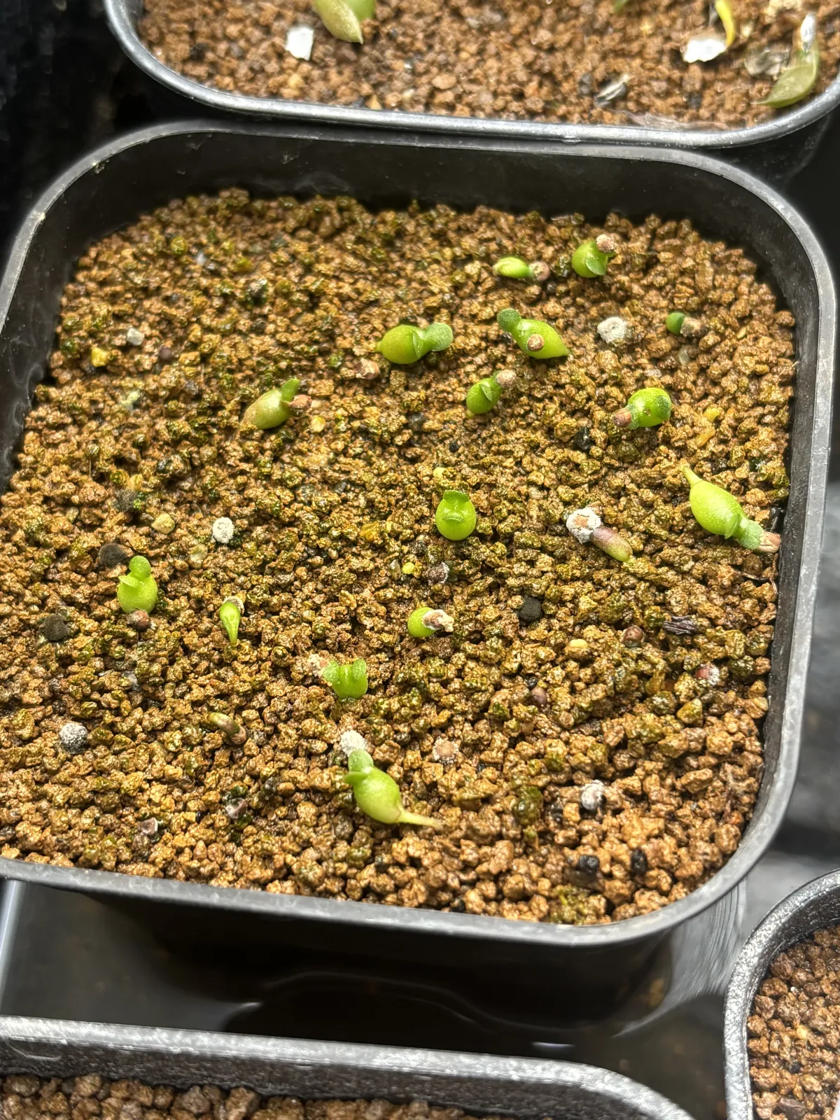 Euphorbia squarrosa (ユーフォルビア スクアローサ)