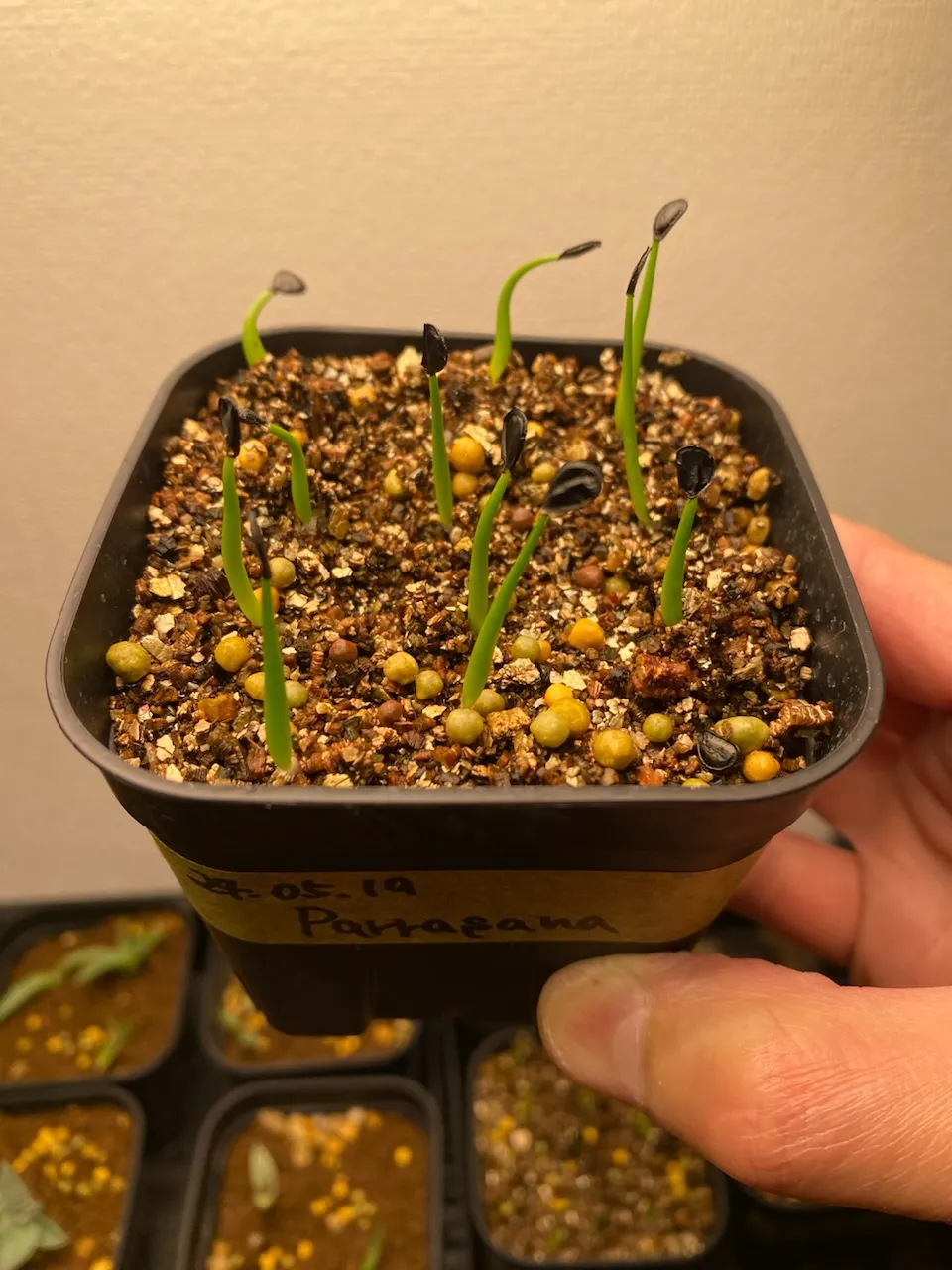 Agave parrasana (アガベ パラサナ)