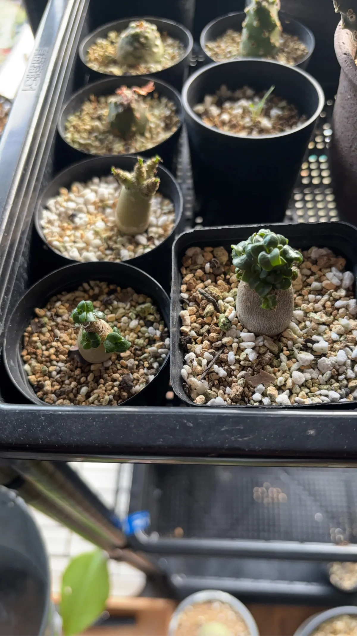 Adenium obesum Dorset Horn (DHA) (アデニウム ドーセットホーン)