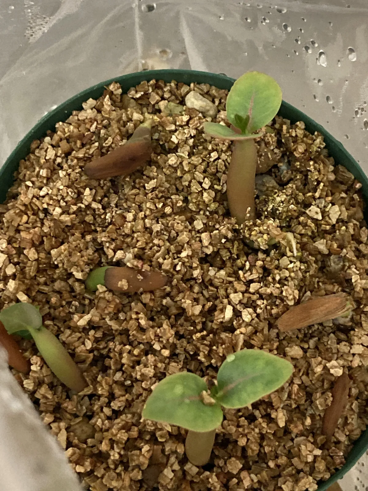 Adenium arabicum 'Black Skin' (アデニウム ブラックドラゴン)