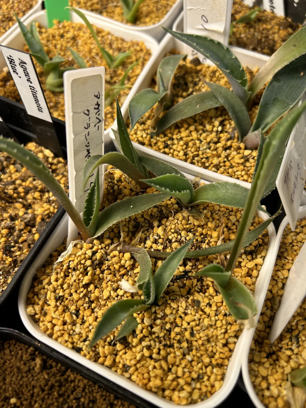 Agave gracilipes (アガベ グラシリペス)