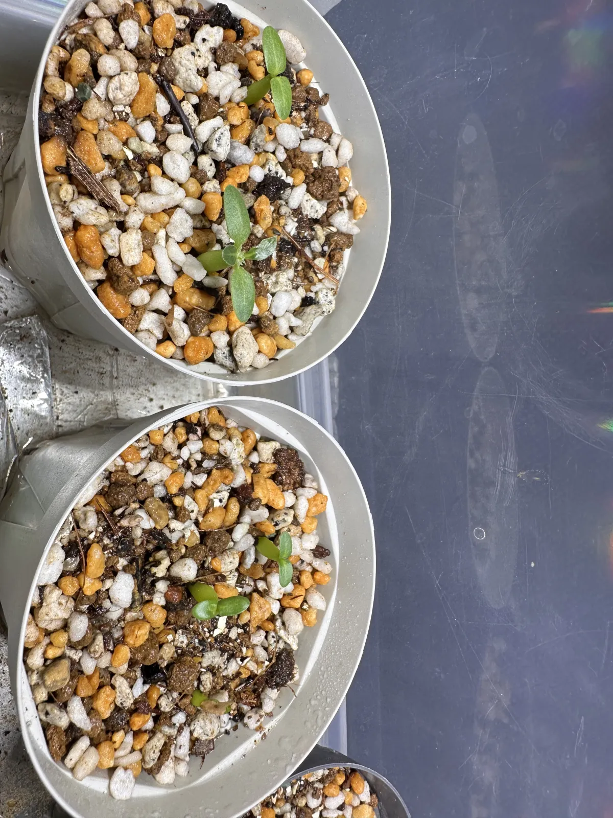 Pachypodium rosulatum subsp. makayense (パキポディウム マカイエンセ)