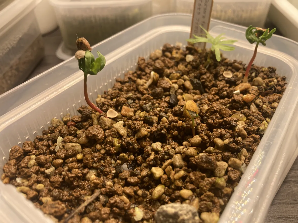 Bursera fagaroides (ブルセラ ファガロイデス)