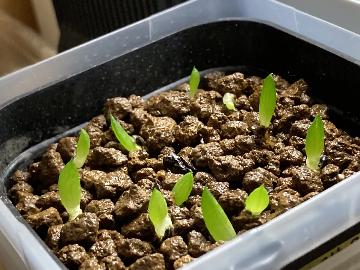 Aloe broomii (アロエ ブルーミー)