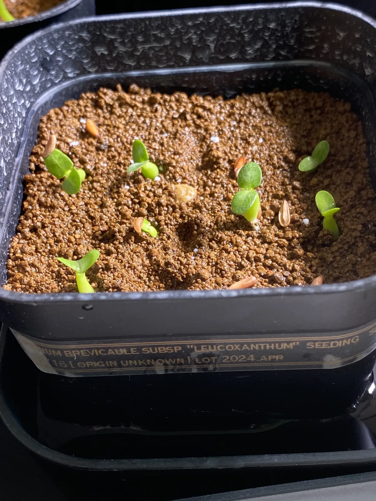 Pachypodium brevicaule subsp. leucoxanthum (パキポディウム レウコキサンツム)