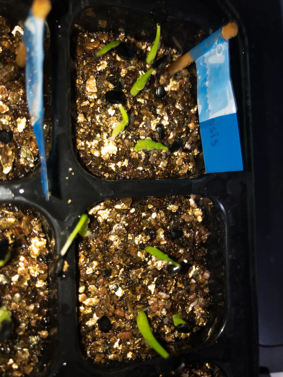 Agave utahensis ssp. utahensis (アガベ ユタエンシス)