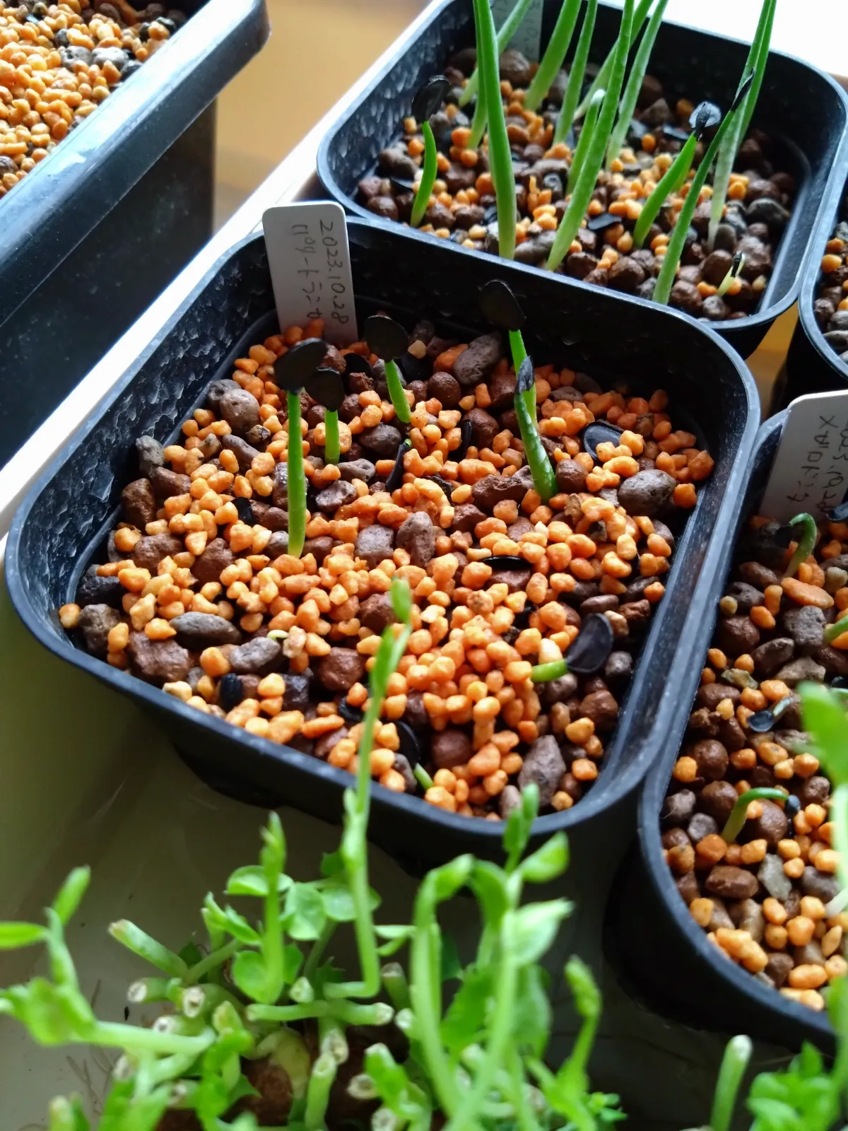 Agave parryi var. truncata (アガベ パリー トランカータ)