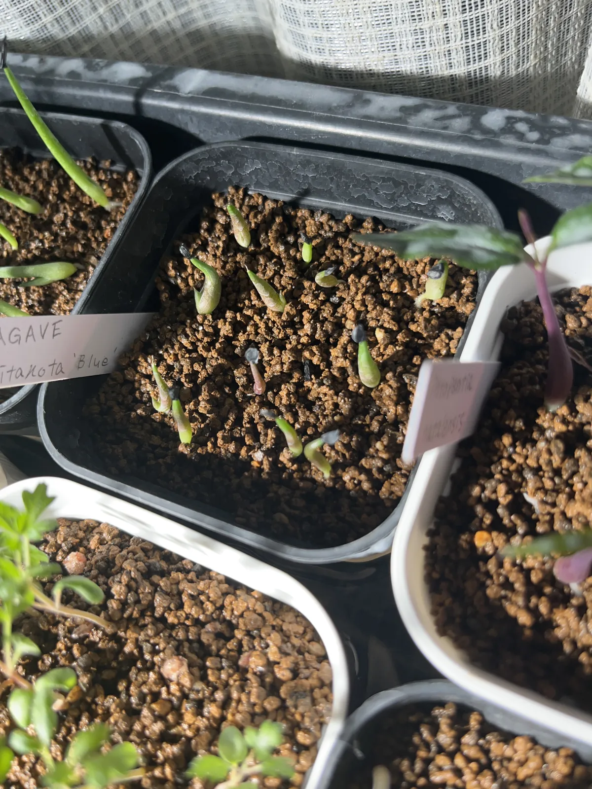 Agave titanota 'Blue' (アガベ チタノタブルー)