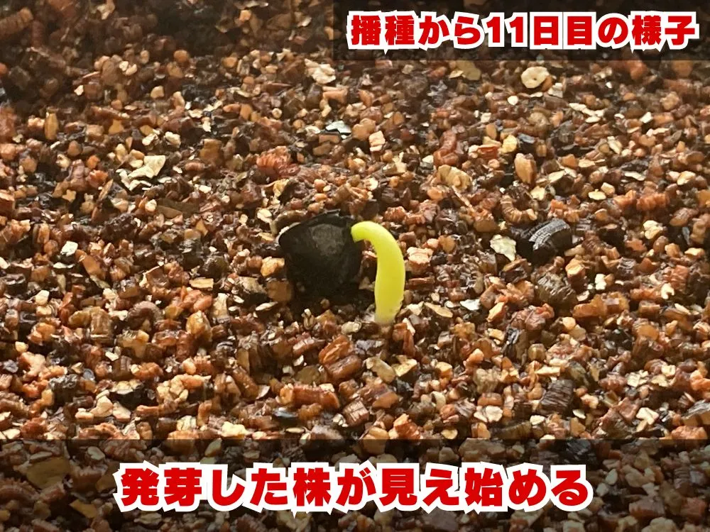 Agave isthmensis (アガベ イシスメンシス)