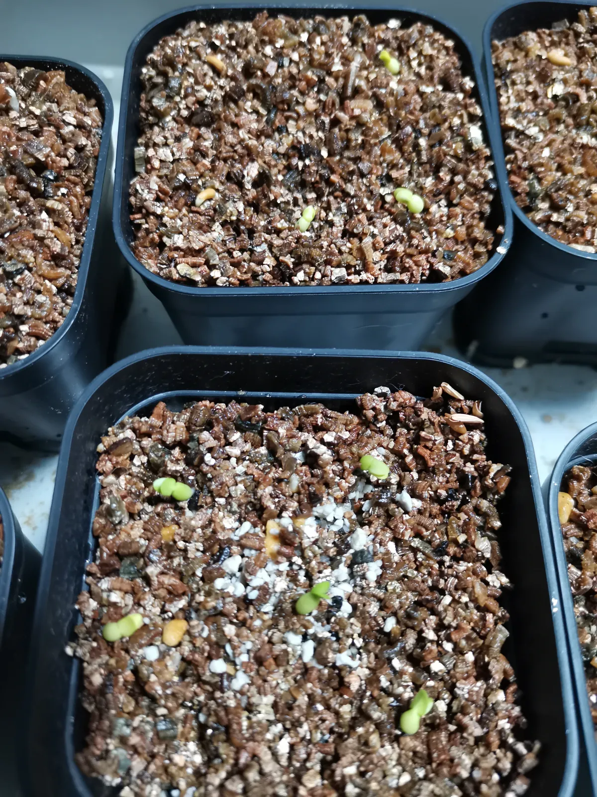 Pachypodium brevicaule subsp. leucoxanthum (パキポディウム レウコキサンツム)