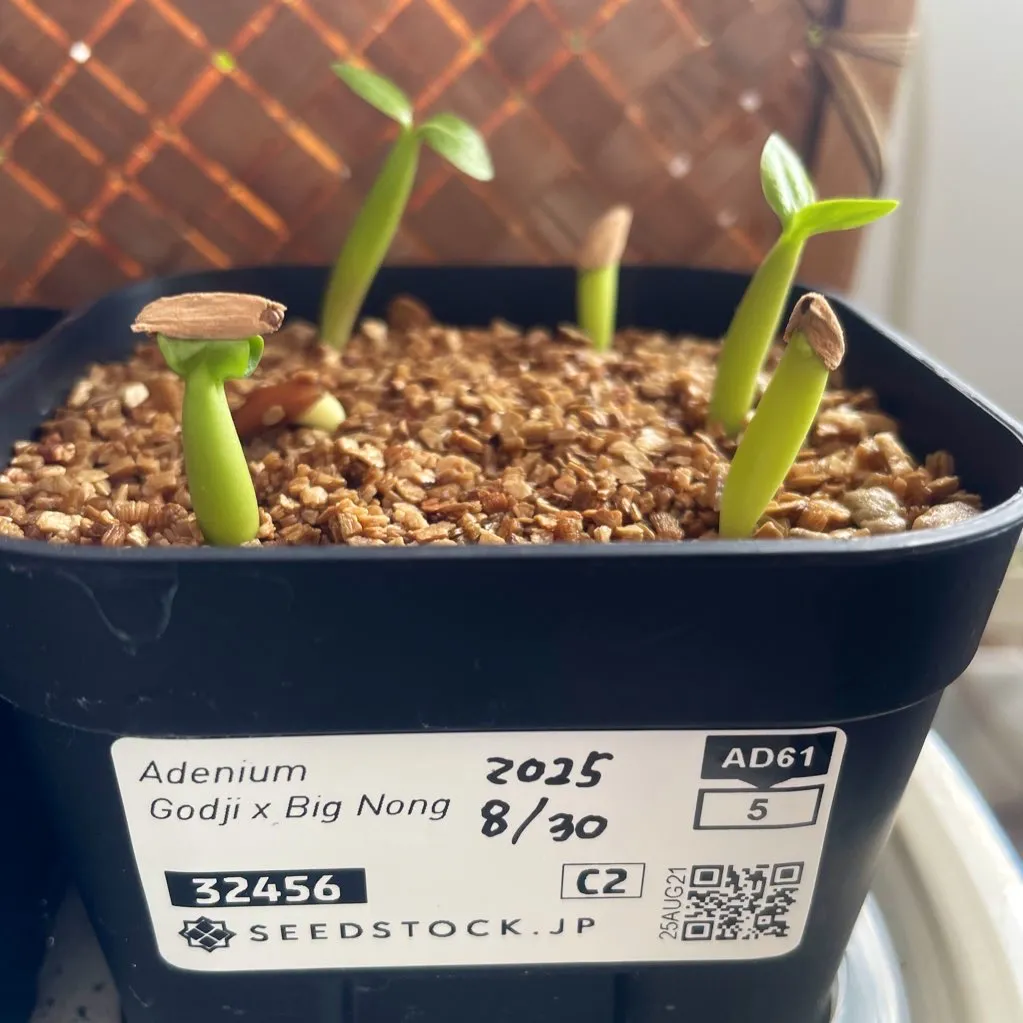 Adenium Godji x Big Nong Godji x Big Nong (アデニウム ゴッジxビッグノン)