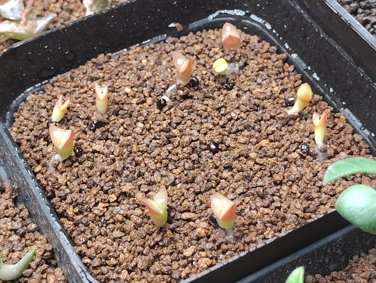 Pilosocereus chrysacanthus (ピロソケレウス クリサカンサス)