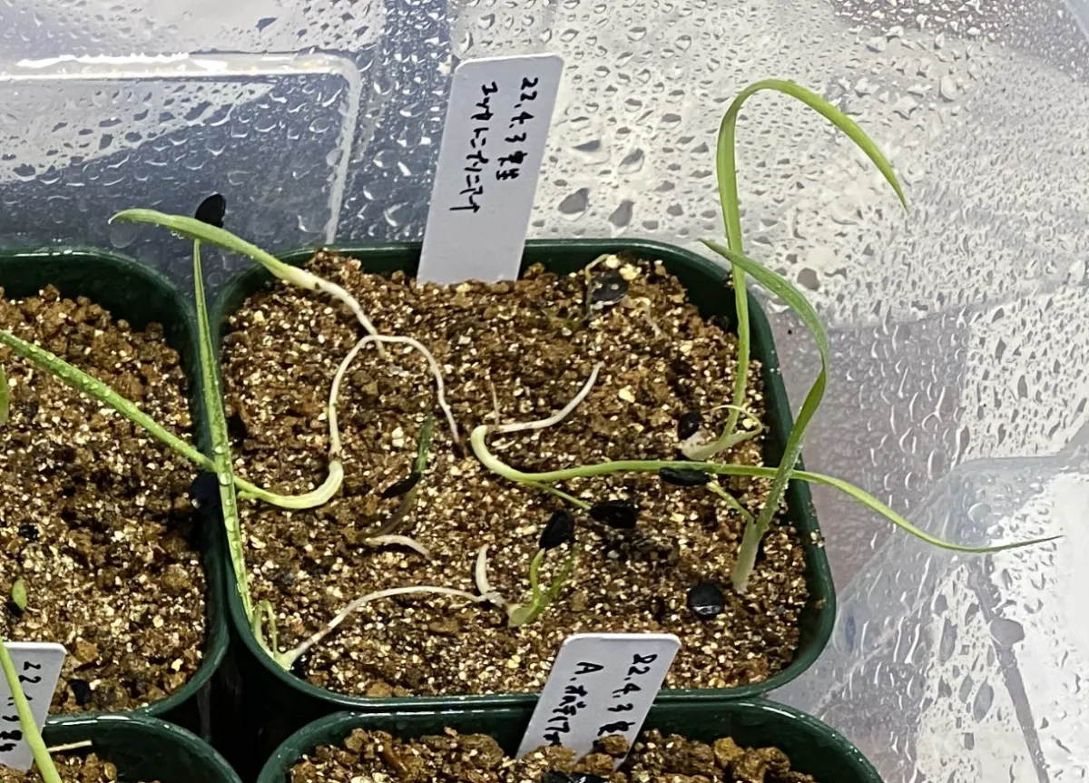 Yucca thompsoniana (ユッカ トンプソニアーナ)