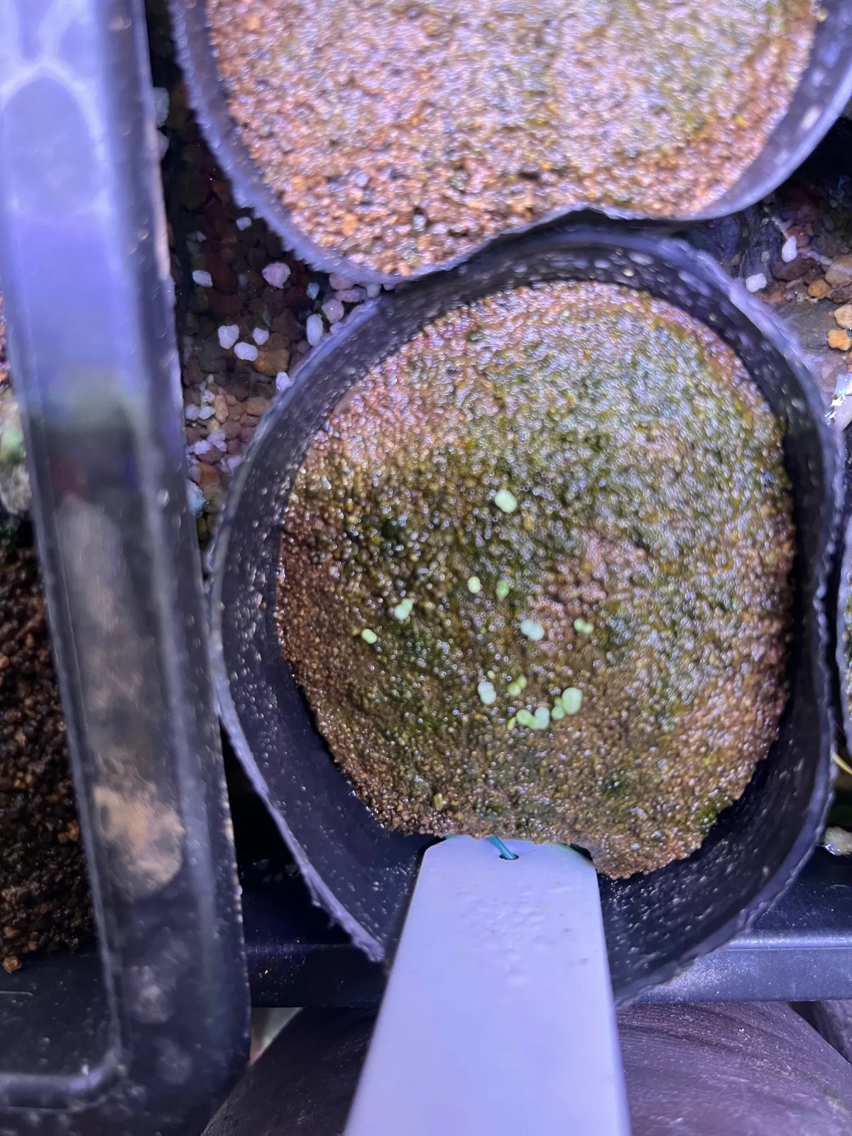 Echeveria agavoides 'Red Leaf' (エケベリア アガボイデスレッドリーフ)